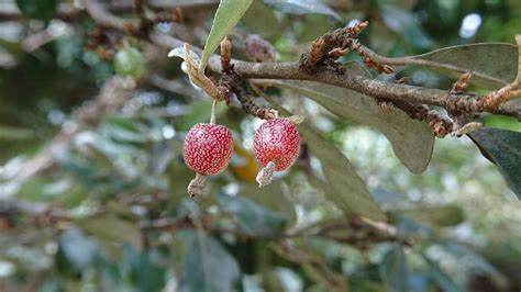 宜梧盆栽|【植物四季】宜梧